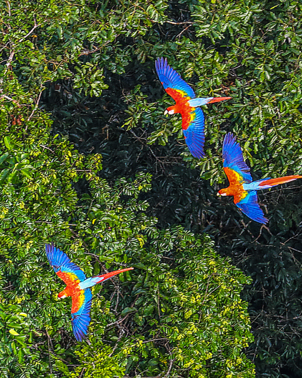 Perรน Autentico: Dalle Meraviglie Inca alla Magia dellโAmazzonia