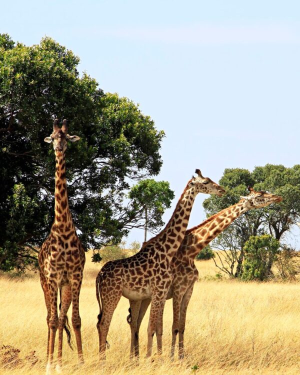 Safari in Kenya: guest house, local experience e avventura nel cuore della savana 