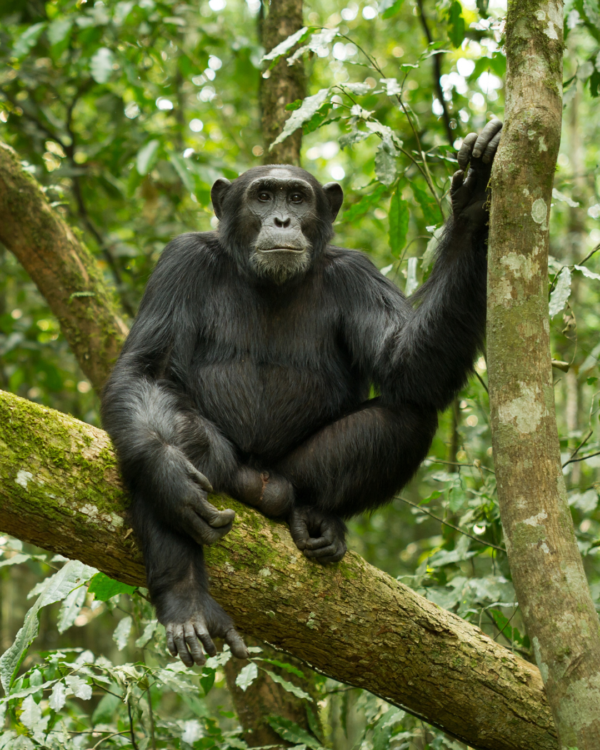 Safari in Uganda: nel regno dei primati