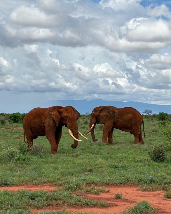 Kenya Safari: senza pensieri tra resort e il regno dei Big Five