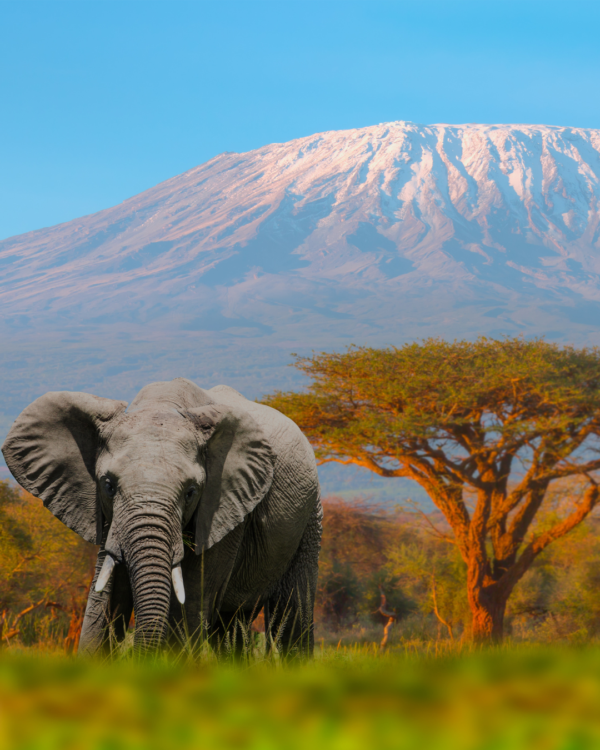 Sotto il cielo d'Africa: dal Kilimangiaro al Masai Mara