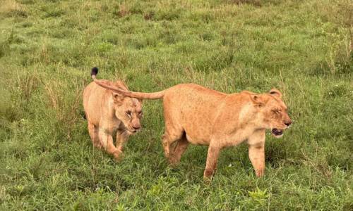 kenya2