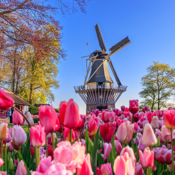 Bruges e Amsterdam: tra canali e tulipani in fiore